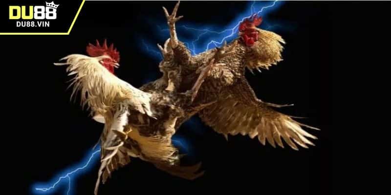 Bet thủ biết chọn mức cược phù hợp khi tham gia đá gà