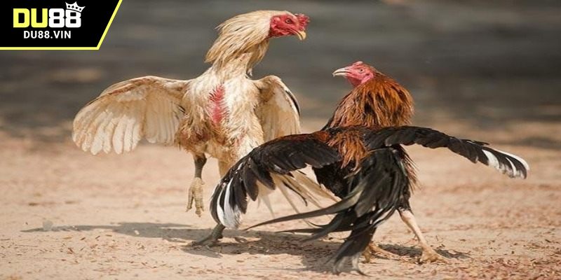 Bộ môn cá cược chiến kê thú vị